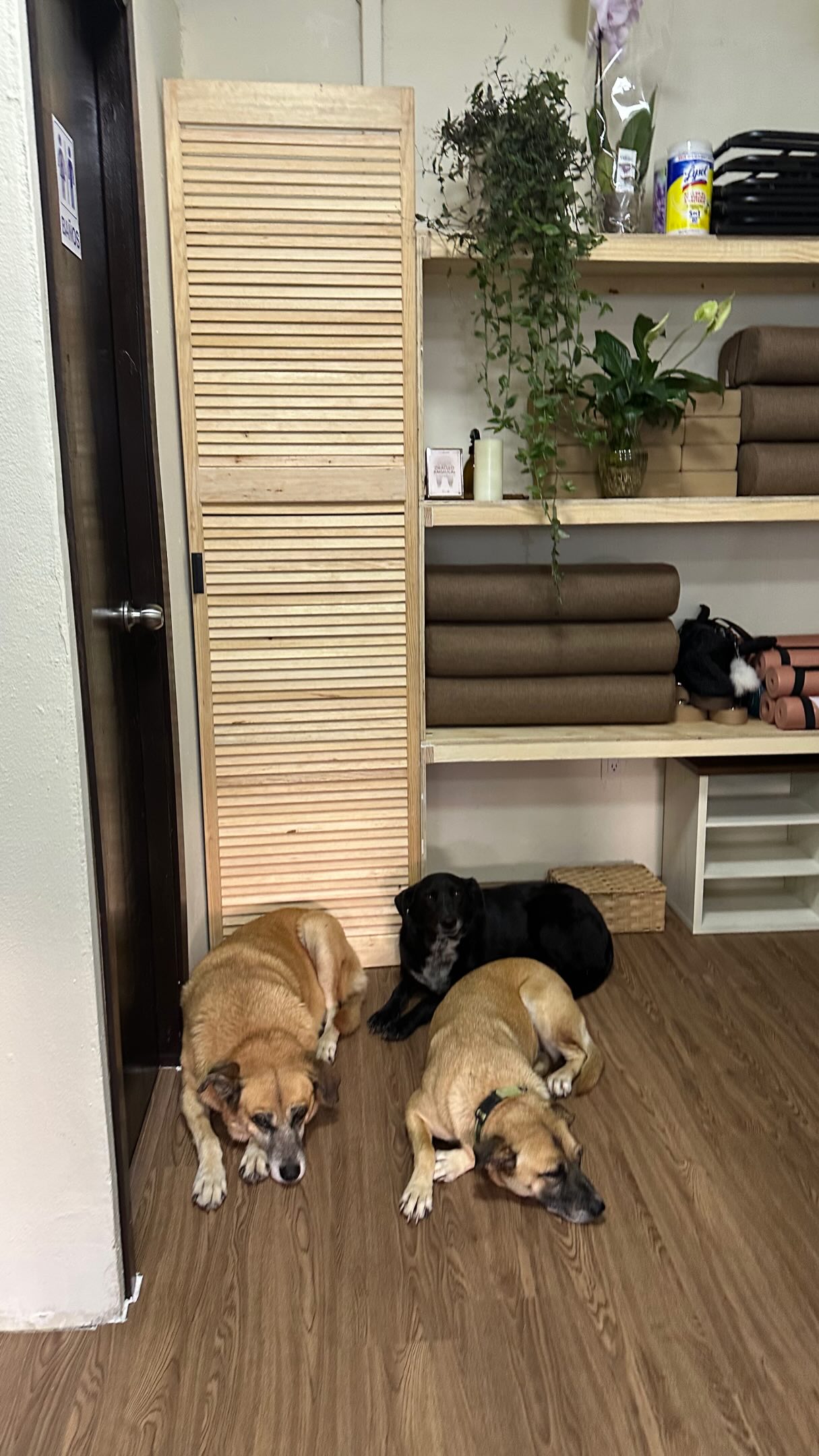 Rincón del estudio con mats enrollados en madera clara, plantas y los perros de Samsara descansando en el piso.